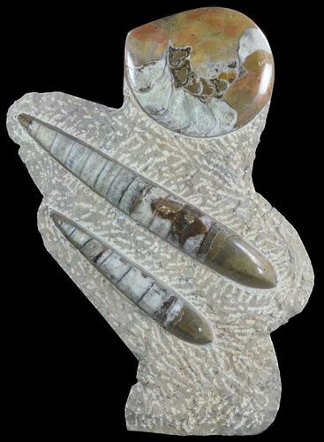 Fossil Goniatite & Orthoceras Sculpture - #62370